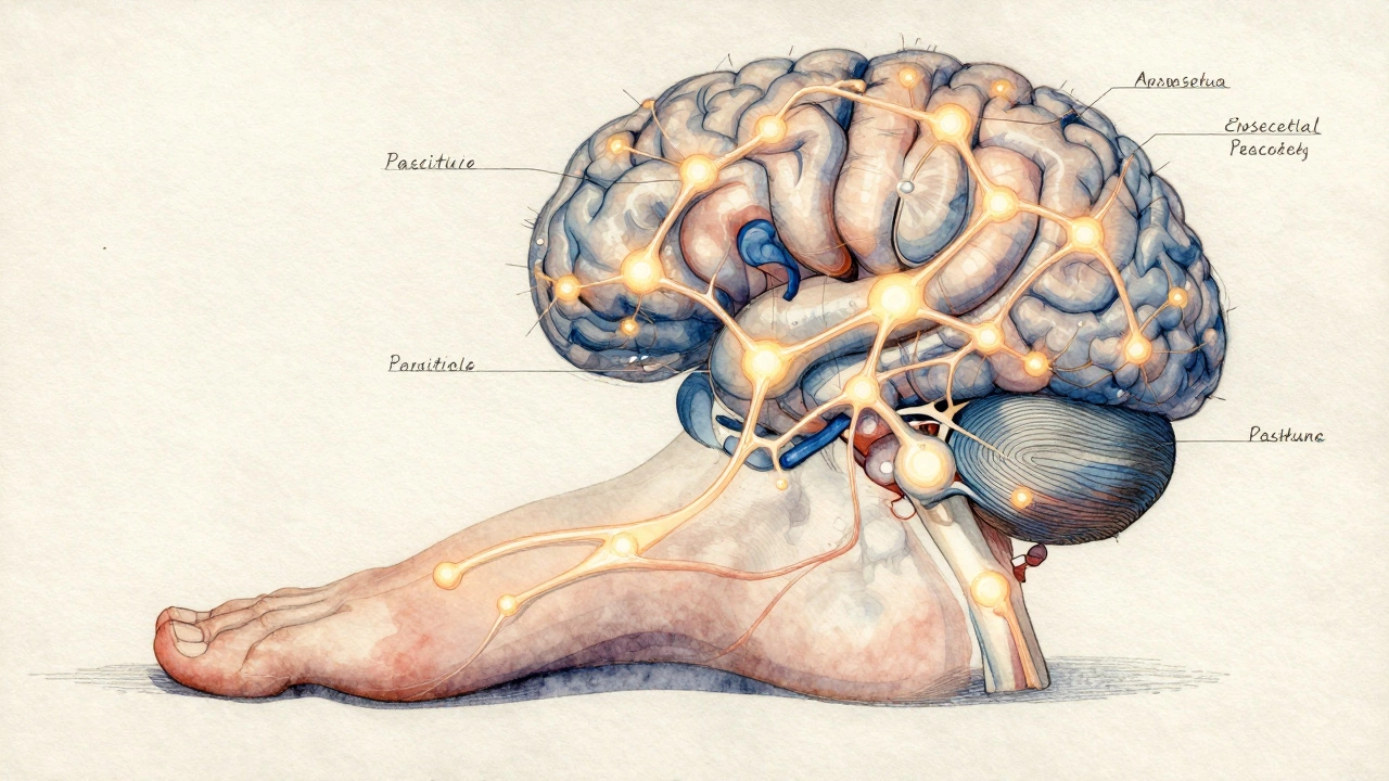 Neural pathways connecting the brain&#039;s sensory and pleasure centers to a human foot.